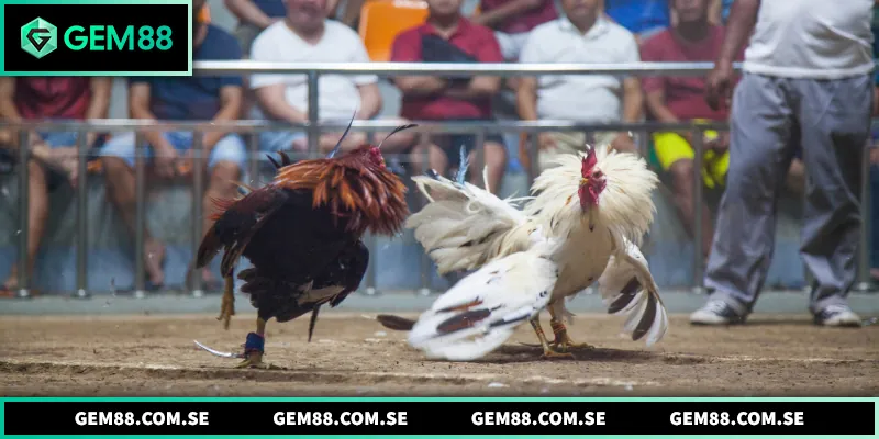 Đá Gà Gem88 - Sân Chơi Dành Riêng Cho Các Sư Kê