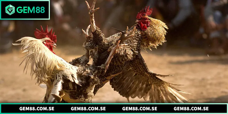 Đá Gà Thomo - Hình Thức Giải Trí Kịch Tính Được Ưa Chuộng
