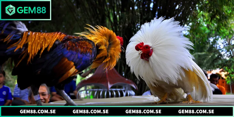 Tại sao đá gà tre lại thu hút nhiều người quan tâm